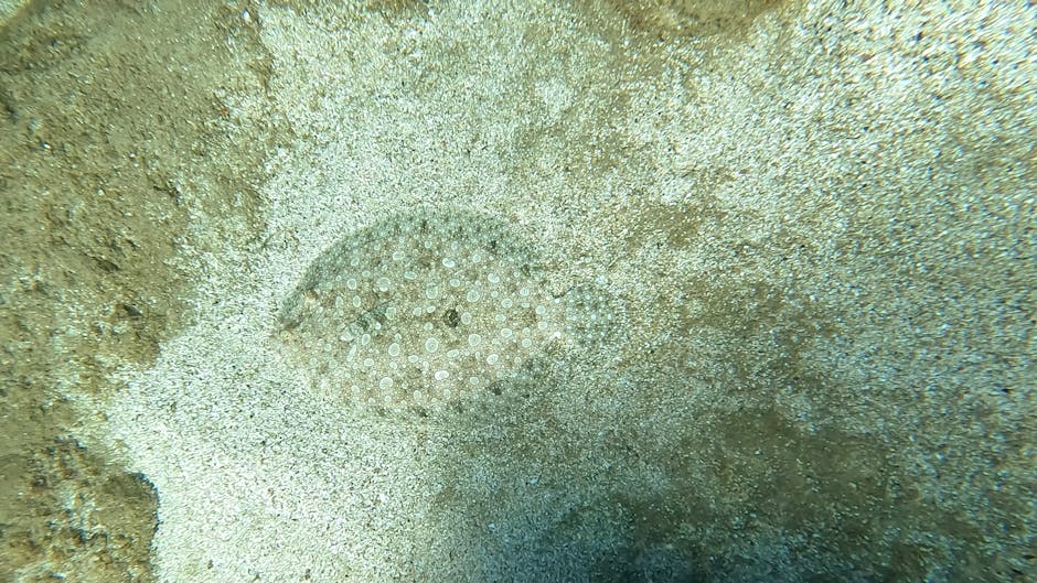 A close-up underwater scene featuring the textured surface of a sea urchin, with a round, spiny body covered in small, white-pink tubercles and arranged in a symmetrical pattern. The background shows 
